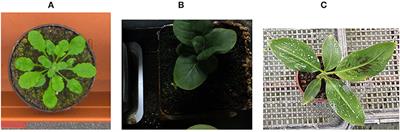 Leaf Counting: Fusing Network Components for Improved Accuracy